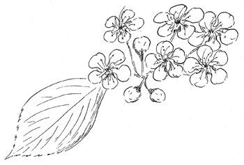 Online coloring book: Coloring book chokeberry with flowers